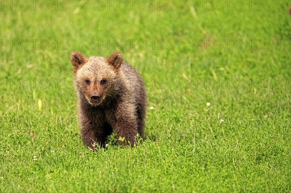 Brown Bear (Ursus arctos) cub