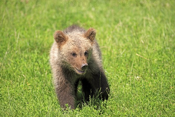 Brown Bear (Ursus arctos) cub