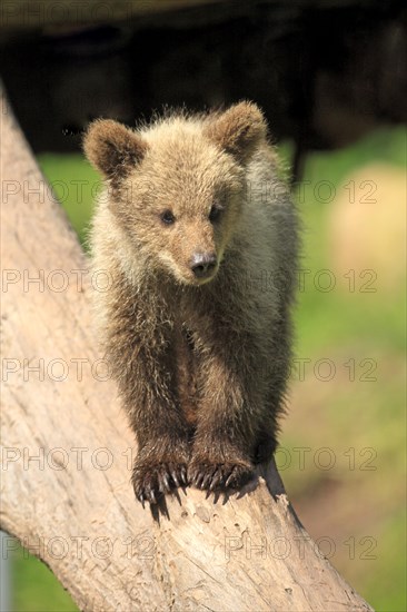 Brown Bear (Ursus arctos) cub