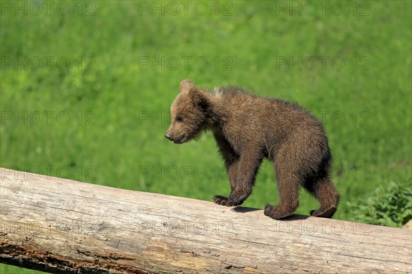 Brown Bear (Ursus arctos)