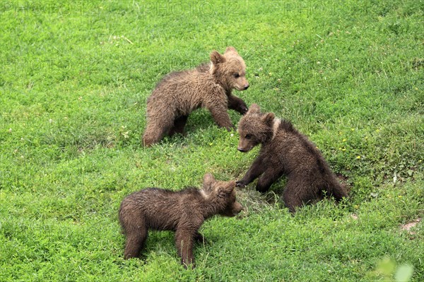 Brown Bear (Ursus arctos)