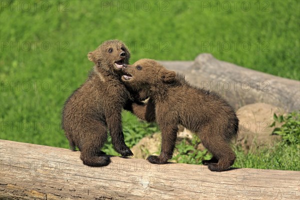 Brown Bear (Ursus arctos)