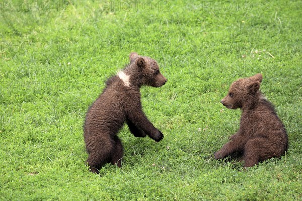 Brown Bear (Ursus arctos)