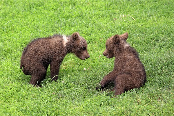 Brown Bear (Ursus arctos)