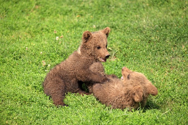 Brown Bear (Ursus arctos)