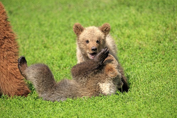 Brown Bear (Ursus arctos)