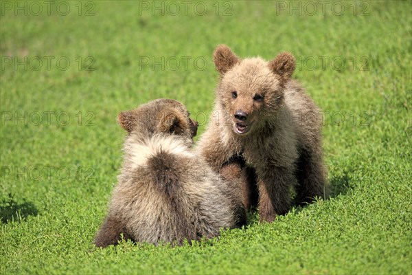 Brown Bear (Ursus arctos)