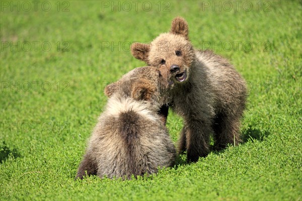 Brown Bear (Ursus arctos)