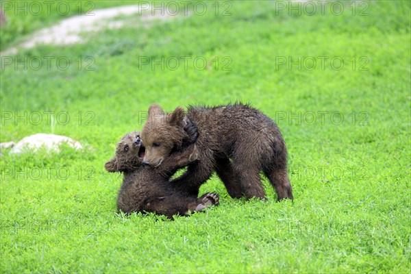 Brown Bear (Ursus arctos)