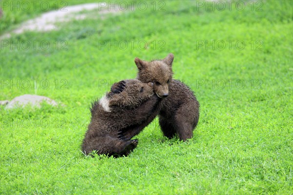 Brown Bear (Ursus arctos)