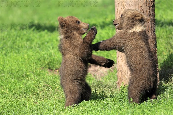 Brown Bear (Ursus arctos)