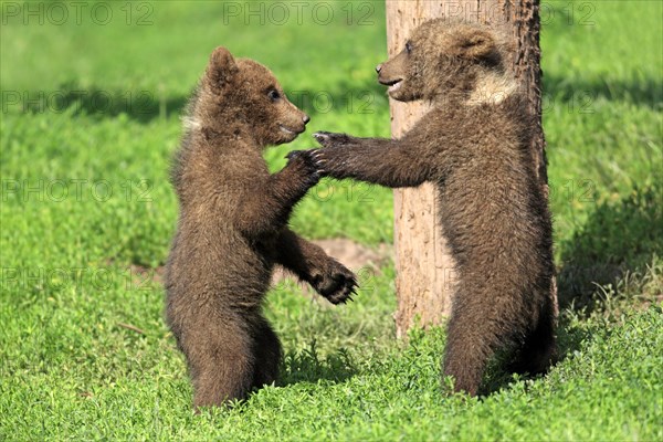 Brown Bear (Ursus arctos)