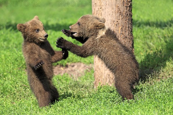 Brown Bear (Ursus arctos)