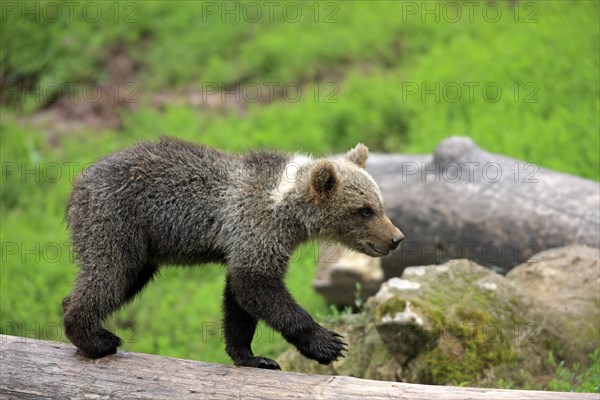 Brown Bear (Ursus arctos) cub