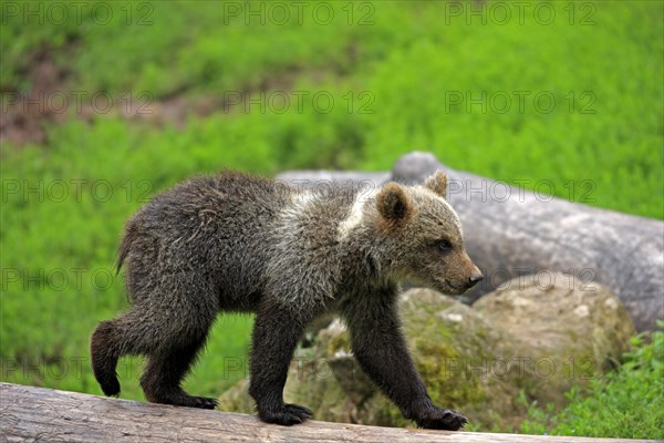 Brown Bear (Ursus arctos) cub