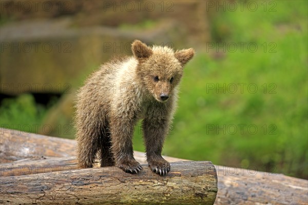 Brown Bear (Ursus arctos) cub