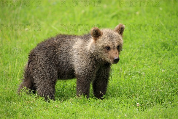 Brown Bear (Ursus arctos) cub