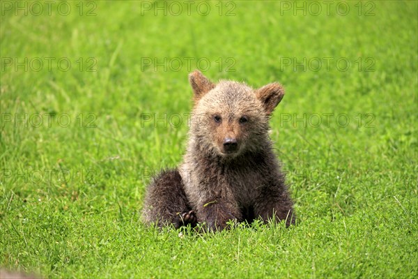 Brown Bear (Ursus arctos) cub