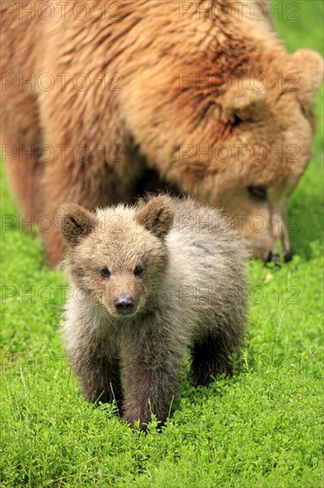 Brown Bear (Ursus arctos)