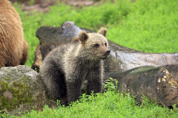 Brown Bear (Ursus arctos) cub