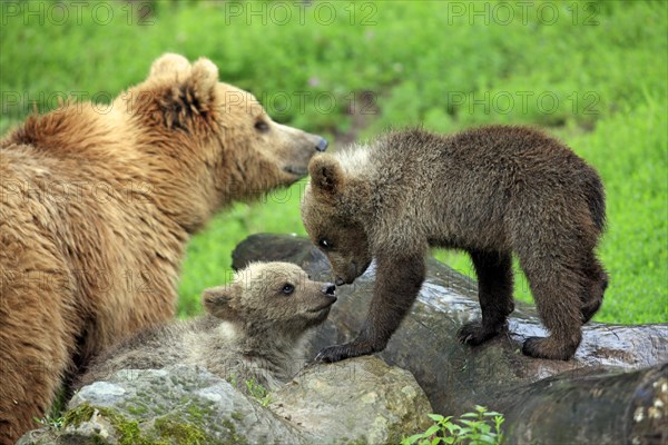 Brown Bear (Ursus arctos)