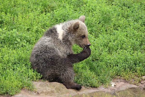 Brown Bear (Ursus arctos) cub