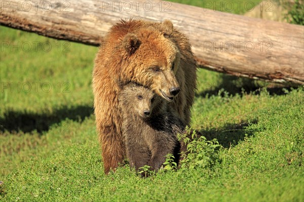 Brown Bears (Ursus arctos)