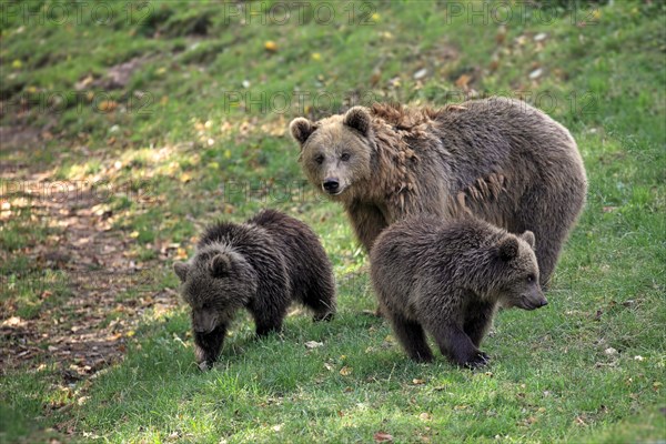 Brown Bears (Ursus arctos)