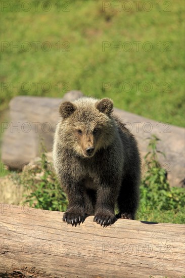 Brown Bear (Ursus arctos) cub