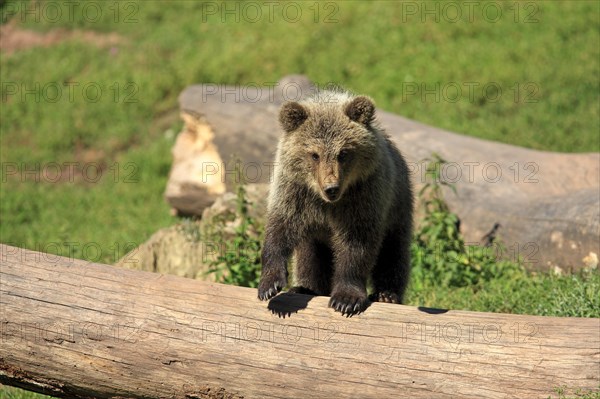 Brown Bear (Ursus arctos) cub