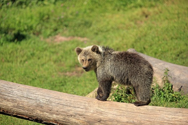 Brown Bear (Ursus arctos) cub