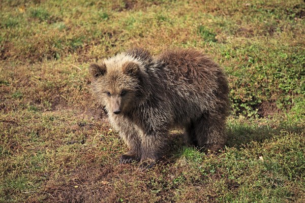 Brown Bear (Ursus arctos) cub