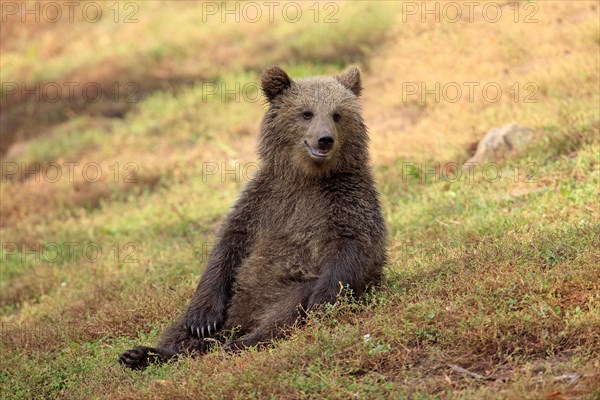 Brown Bear (Ursus arctos) cub