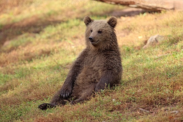 Brown Bear (Ursus arctos) cub