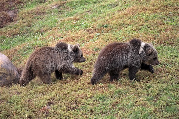 Brown Bear (Ursus arctos)