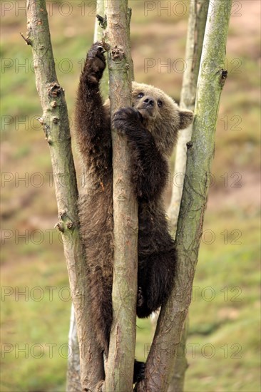 Brown Bear (Ursus arctos) cub climbing in tree