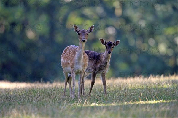 Fallow Deer (Cervus dama)