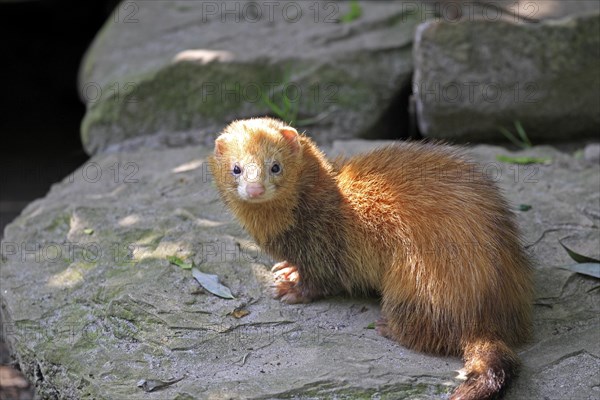 Ferret (Mustela putorius furo)