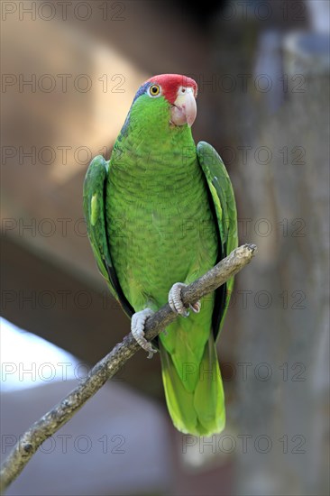 Green-cheeked Amazon