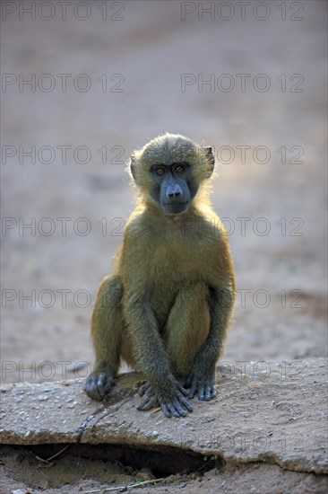 Guinea Baboon (Papio papio)