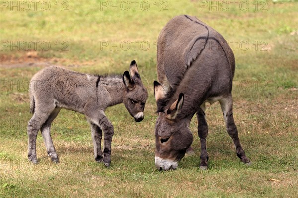 Donkeys (Equus asinus asinus)