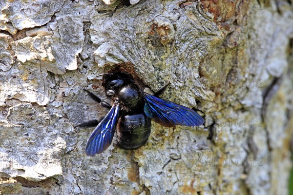 Large Violet Carpenter Bee (Xylocopa violacea) at its nest