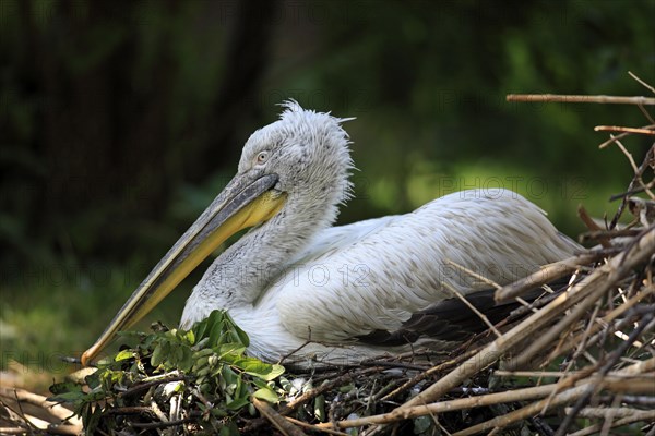 Dalmatian Pelican (Pelecanus crispus)