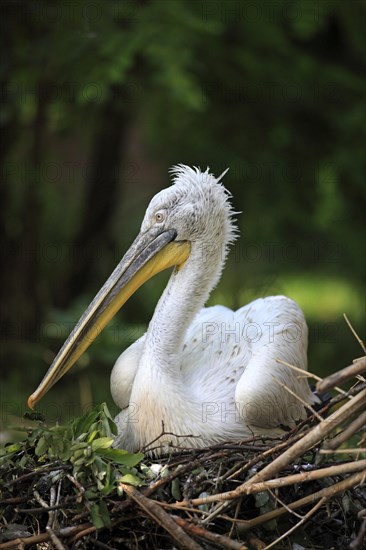 Dalmatian Pelican (Pelecanus crispus)