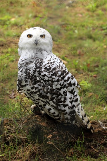 Snowy Owl (Nyctea scandiaca)