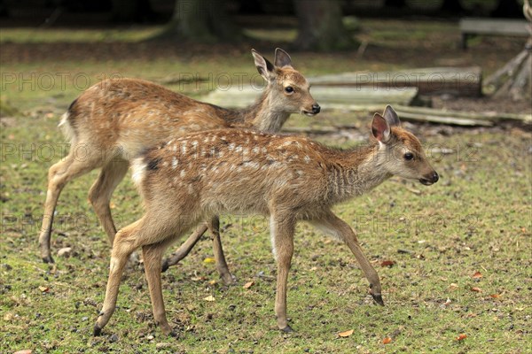 Sika Deer (Cervus nippon)