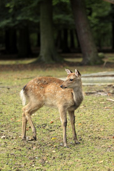 Sika Deer (Cervus nippon)
