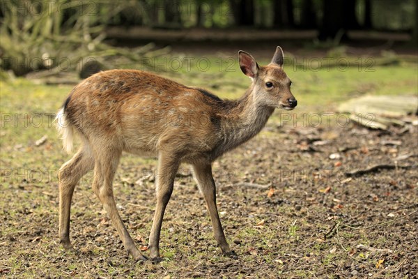 Sika Deer (Cervus nippon)