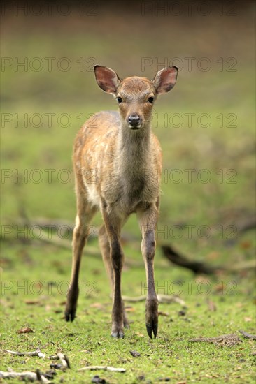 Sika Deer (Cervus nippon)