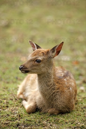 Sika Deer (Cervus nippon)